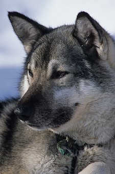 Russland, Kamtschatka - Hund
