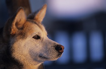 Russland, Kamtschatka - Hund
