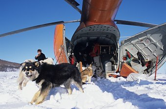 Russland, Kamtschatka - Hundeheli