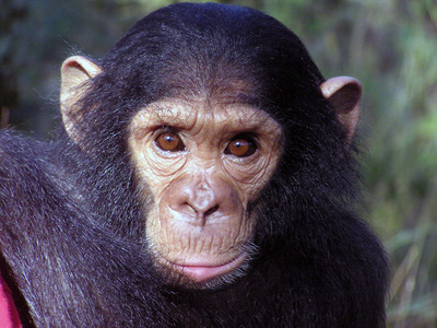 Sambia, Schimpanse