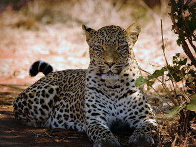 Sambia, Leopard
