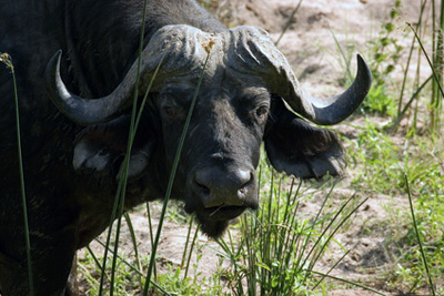 Sambia, Kaffern-Büffel