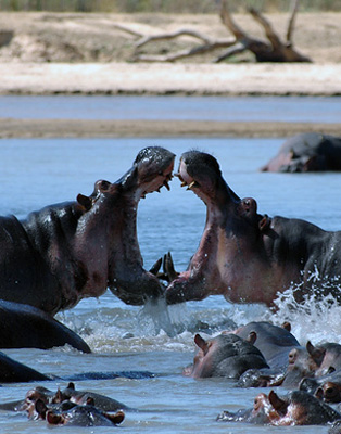 Sambia, Kämpfende Hippos