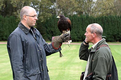 Schottland - Gleneagle - Falke