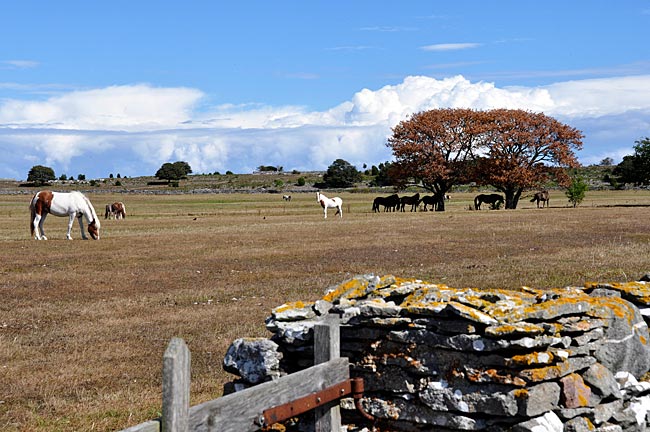 Landschaft auf Farö, Nachbarinsel von Gotland, Schweden