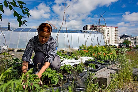 Schweden - selbstverwalteter Stadtgarten in einem Neubaugebiet in Göteborg, Foto: Robert B. Fishman, ecomedia