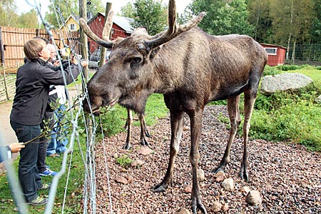 Schweden mit Wohnmobil - Mit Elchen auf Tuchfühlung: Im Älgpark Grönåsens