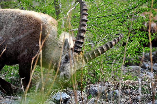 Schweiz - Steinböcke in Pontresina