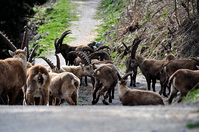 Schweiz - Steinböcke in Pontresina