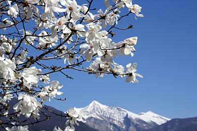 Schweiz - Tessin - Blicke von Lugano aus: Oben auf den Bergen Schnee, unten am See Blütenpracht