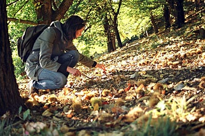Schweiz - Kastanienernte im Tessin