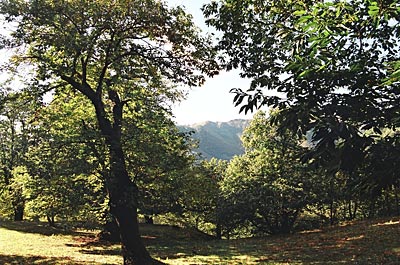 Schweiz - Tessin - Hain