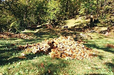 Schweiz - Tessin - Kastanien in ihrer stacheligen Schale