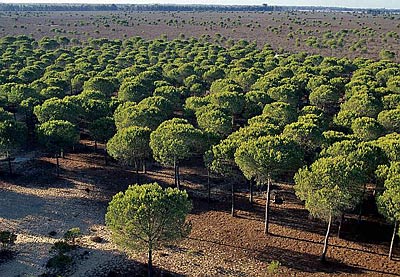 Nationalpark Coto de Donana 