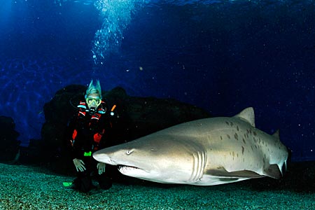 Mallorca - Tauchen mit Haien