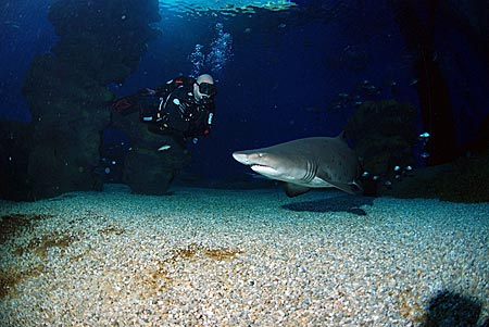 Mallorca - Tauchen mit Haien