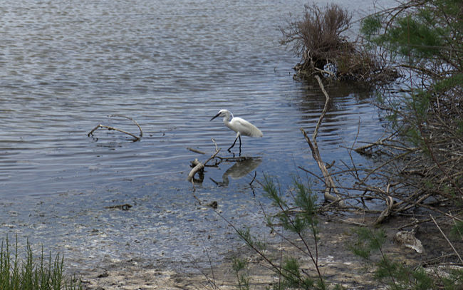 Mallorca - Naturpark S'Albufera - Seidenreiher