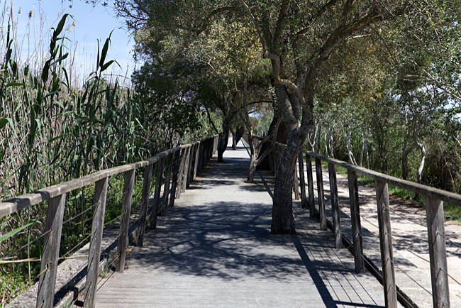 Mallorca - Naturpark S'Albufera