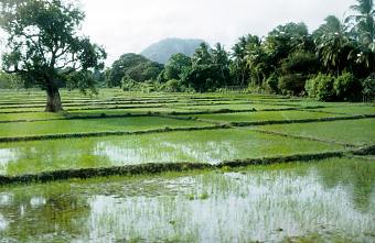 Sri Lanka, Hochland, Reisfelder