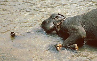 Sri Lanka Elefant im Fluss