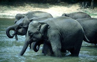 Sri Lanka: Elefantenbad im Fluss
