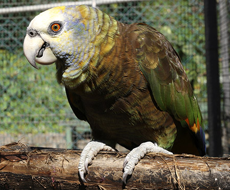 St. Vincent: Der Nationalvolgel, die Königsamazone