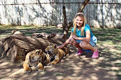 Südafrika - Cango Wildlife Ranch - Tigerbabys