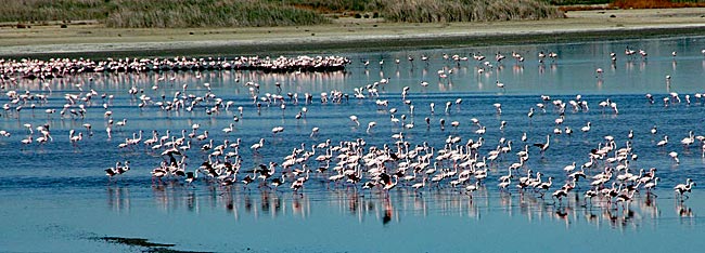 Südafrika - Flamingos
