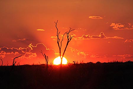 Sonnenuntergang auf afrikanisch - hier über dem Madikwe Wildreservat