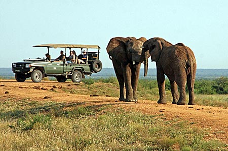 Elefanten im Madikwe-Wildreservat