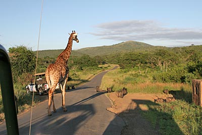 Südafrika - Hluhluwe-Umfolozi - Giraffen