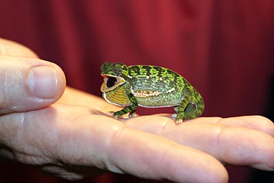 Süadafrika - St. Lucia Wetland Park - wütendes Mini-Chameleon