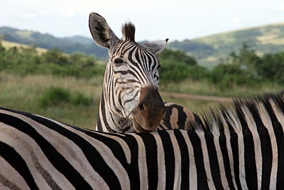 Südafrika - Zebras