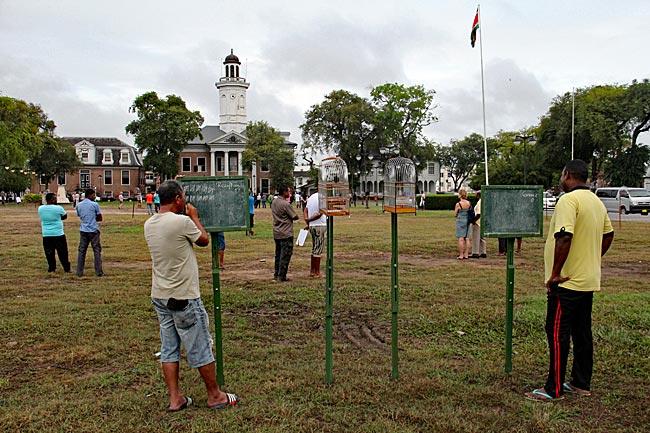 Suriname Paramaribo - Wettbewerb mit Vögeln