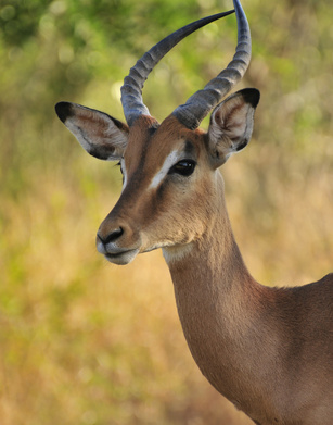 Impalabock in Swasiland
