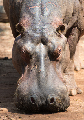 Hippo in Swasiland