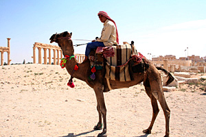 Syrien Palmyra Kamel