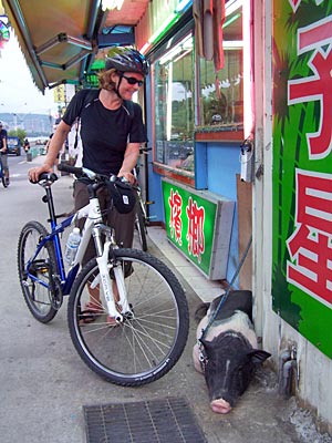 Taiwan - Radweg ab Bali, Schwein vor einem Laden angebunden