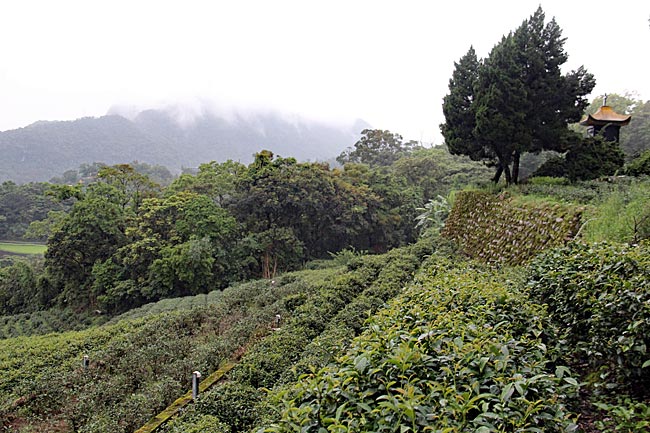 Taiwan - Teeplantage