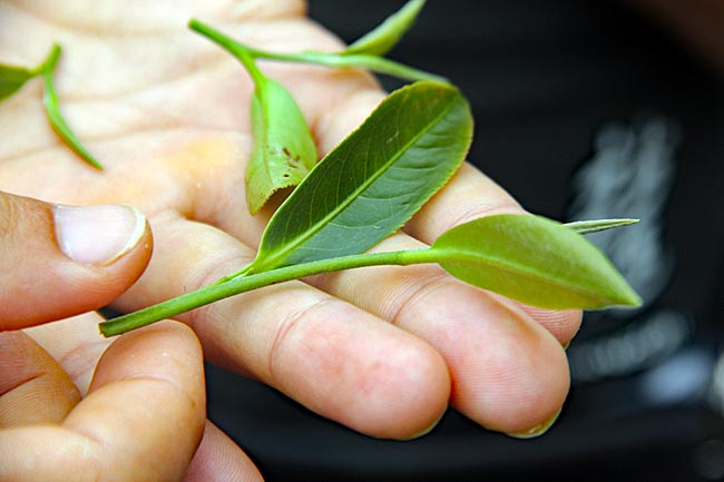 Taiwan - Lin Tea-Plantage - Teeblätter