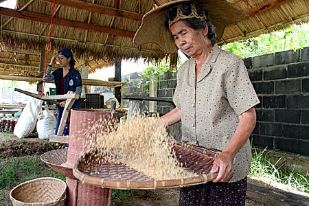 Thailand - Reisanbau in der Provinz Loei