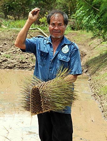 Thailand - Reissetzlinge werden gesetzt in der Provinz Loei