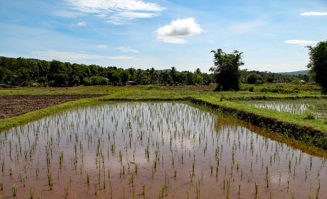 Thailand - Reisfarm in der Provinz Loei