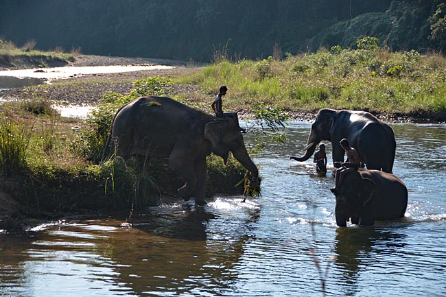 Radeln durch Thailand - Plötzlich sehen wir Elefanten am Wegesrand mit ihren Mahouts