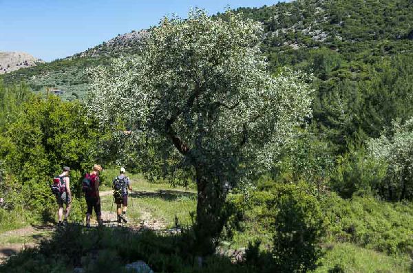 Thassos