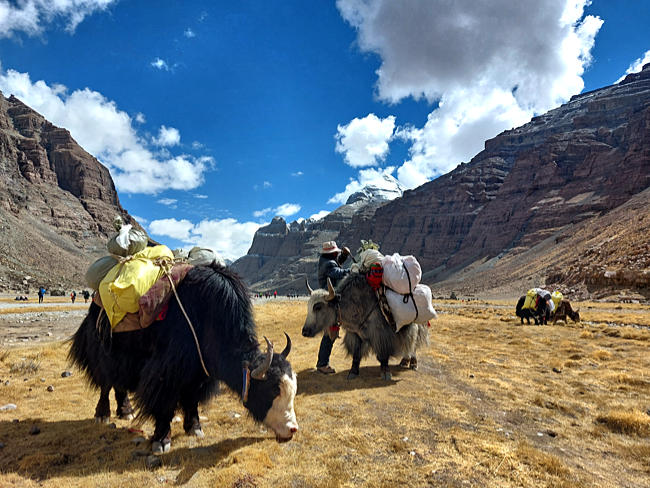 Tibet - Yaks