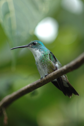 Trinidad und Tobago, Kolibri