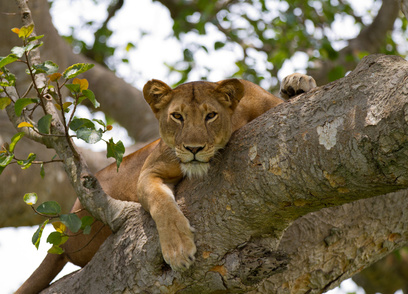 Ruhender Löwe in Uganda