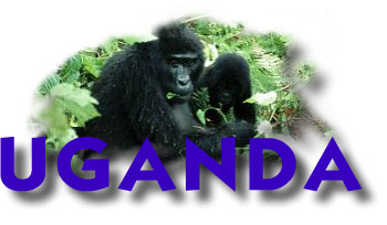 Uganda - Berggorillas im Regenwald