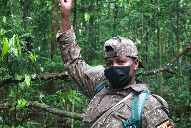 Uganda - Schimpansen im Kibale-Wald - Rangerin Sarah Nemigisha